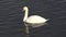 Single white swan reflecting on dark lake, elegant creature