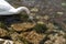 A single  white Swan on the River Lathkill, Peak District, Derbyshire