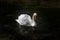 A single  white Swan on the River Lathkill, Peak District, Derbyshire