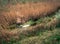 Single white swan on a stream with pampas grass