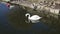 Single white swan swims on dark water in lake