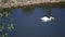 Single white swan swims on dark water in lake