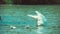 Single white swan swims with kids on reflected water in lake