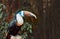 Single White-throated Toucan (Ramphastos tucanus),