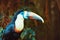 Single White-throated Toucan (Ramphastos tucanus),