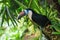 Single White-throated toucan ( tucan) bird