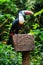 Single White-throated toucan ( tucan) bird