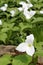 Single white Trillium