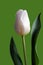 Single white tulip