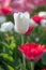 Single white tulip standing out in a colorful tulip field