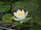 Single white water lily centred around lilypads