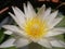 A single white waterlily flower