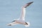 A single white and yellow gannet gliding through the blue sky. The wild flying seabird has black wing tips. Close-up and detail