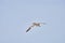 A single white and yellow gannets flies through the blue sky. The Northern Gannet has a wide wing span, a long neck and beak