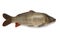 Single whole carp fish