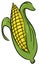 Single whole corn isolated illustration