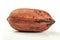Single whole pecan Carya illinoinensis nut in shell, isolated