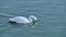 Single whooper swan swimming and drinking water, following shot