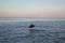 Single wild dolphin jumping in the sea with sunset sky