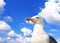 Single wild european herring gull