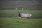 Single Wild male Tule elk with large rack of antlers roams grasslands at Point Reyes National Seashore