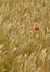 Single wild poppy in corn field