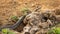 Single wild rat snake crawling along bare earth