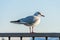 Single wild seagull sits on a railing