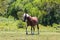 Single Wild Spanish Mustang Roams Free in Corolla, NC