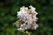 Single Wild sweet William or Saponaria officinalis plant with cluster of sweetly scented partially open white and light pink