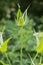 Single wild Teasel growing on a tall green stem