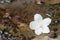 Single wild water plum flower on dirty rusted steel