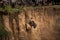 Single wildebeest from a confusion going down the rock formation in Masai Mara, Kenya