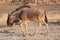 Single Wildebeest Walking in Makgadikgadi Pan