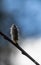 Single willow bud against a blurred Blue and white  sky