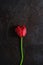 Single wilt red tulip flower on textured black background