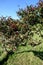 Single windswept Hawthorn Tree with red berries by the coast