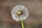 Single Withered Dandelion Flower I