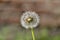 Single Withered Dandelion Flower III