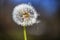 Single Withered Dandelion Flower IV