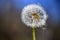 Single Withered Dandelion Flower V