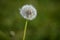 Single Withered Dandelion Flower VII