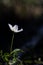 Single wood anemone in front of dark background