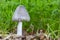 A single wood blewit tricholoma terreum in the grass, Zoetermeer, the netherlands