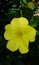 Single Yello flower