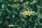 A single yellow arnica flower