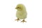 Single Yellow Baby Chick looking to side on white background