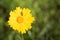 Single Yellow Coreopsis Bloom Macro with Insects