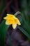 A single yellow daffodil bloom. Close up yellow narcissus with blurred background. Selective focus flower bud