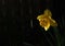 Single yellow daffodil flower in subdued light, against dark background sad, somber look